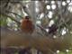 Red-capped Robin-Chat (Cossypha natalensis)