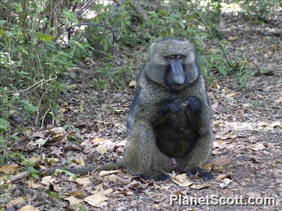 Anubis Baboon (Papio anubis)