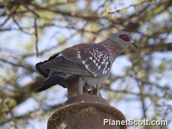 Speckled Pigeon (Columba guinea)