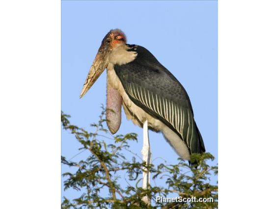 Marabou Stork (Leptoptilos crumenifer)