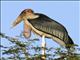 Marabou Stork (Leptoptilos crumeniferus)