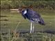 Marabou Stork (Leptoptilos crumeniferus)