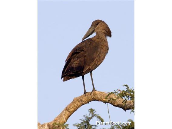 Hamerkop (Scopus umbretta)