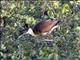 African Jacana (Actophilornis africanus)