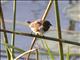 Bronze Munia (Lonchura cucullata)