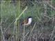 Blue-headed Coucal (Centropus monachus)