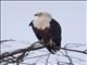 African Fish-Eagle (Haliaeetus vocifer)