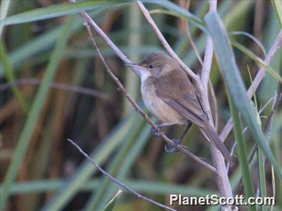 Eurasian Reed Warbler (Acrocephalus scirpaceus)