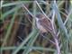 Eurasian Reed-Warbler (Acrocephalus scirpaceus)