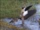 Egyptian Goose (Alopochen aegyptiacus)