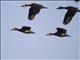 White-faced Whistling-Duck (Dendrocygna viduata)