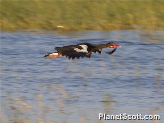 Spur-winged Goose (Plectropterus gambensis)