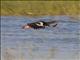 Spur-winged Goose (Plectropterus gambensis)