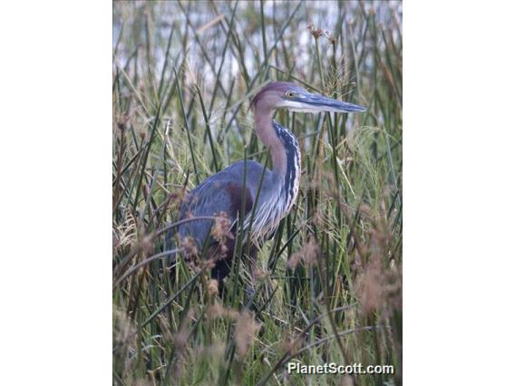 Goliath Heron (Ardea goliath)