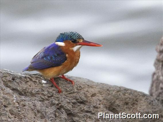 Malachite Kingfisher (Corythornis cristatus)