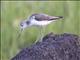 Common Greenshank (Tringa nebularia)