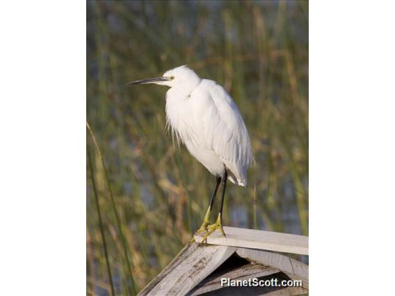 Little Egret (Egretta garzetta)