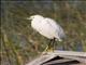 Little Egret (Egretta garzetta)