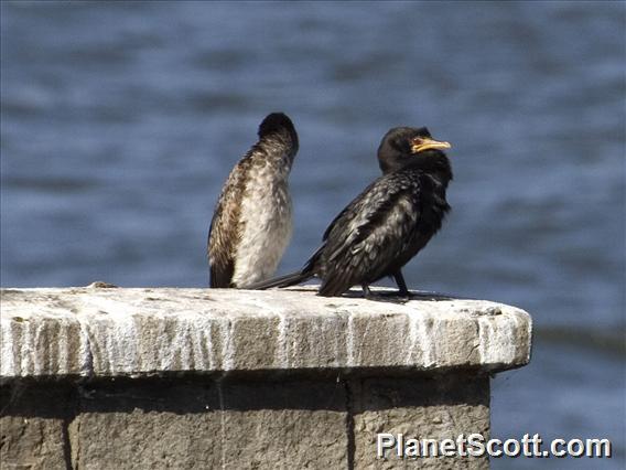 Long-tailed Cormorant (Microcarbo africanus)