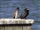 Long-tailed Cormorant (Microcarbo africanus)