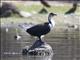 Great Cormorant (Phalacrocorax carbo)