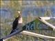 Long-tailed Cormorant (Microcarbo africanus)