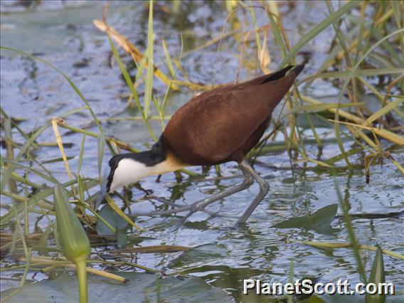 African Jacana (Actophilornis africanus)