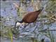 African Jacana (Actophilornis africanus) - Male