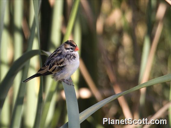 Pin-tailed Whydah (Vidua macroura)