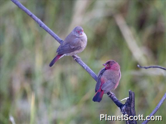 Red-billed Firefinch (Lagonosticta senegala)