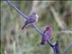 Red-billed Firefinch (Lagonosticta senegala)