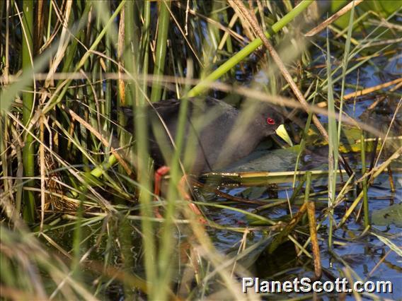 Black Crake (Zapornia flavirostra)