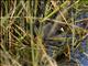 Black Crake (Zapornia flavirostra)