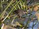 Black Crake (Zapornia flavirostra) - Juvenile