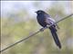 Rueppells Starling (Lamprotornis purpuropterus)