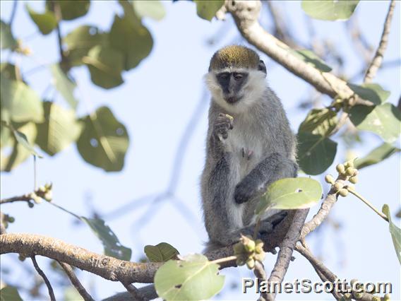 Grivet (Chlorocebus aethiops)