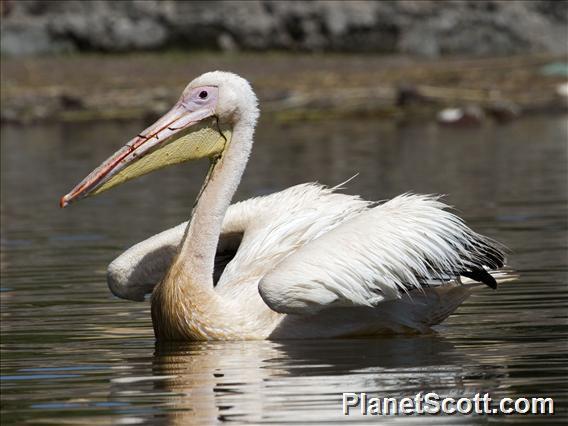 Great White Pelican (Pelecanus onocrotalus)