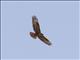 Common Buzzard (Buteo buteo) - Juvenile