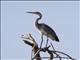 Black-headed Heron (Ardea melanocephala)