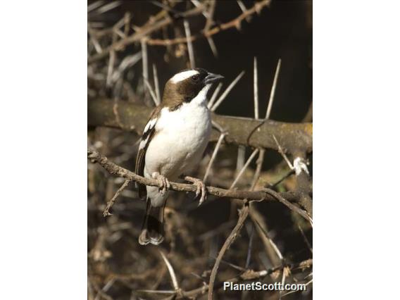 White-browed Sparrow-Weaver (Plocepasser mahali)