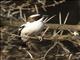 White-browed Sparrow-Weaver (Plocepasser mahali)