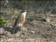 White-browed Coucal (Centropus superciliosus)