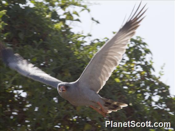 Dark Chanting-Goshawk (Melierax metabates)