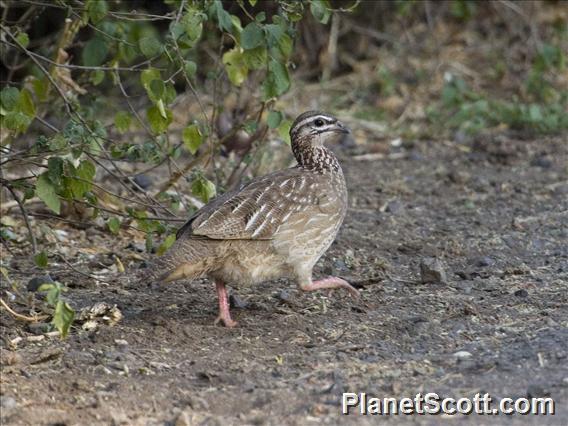 Crested Francolin (Ortygornis sephaena)