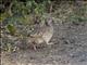 Crested Francolin (Dendroperdix sephaena)