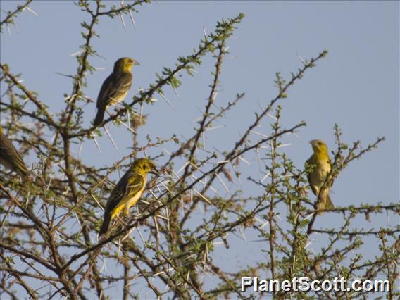 Vitelline Masked-Weaver (Ploceus vitellinus)