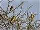 Vitelline Masked-Weaver (Ploceus vitellinus)