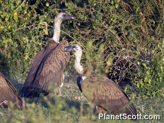 White-backed Vulture (Gyps africanus)