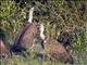 White-backed Vulture (Gyps africanus)