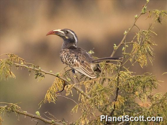 African Gray Hornbill (Lophoceros nasutus)